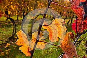 Grapevine leaves vineyard autumn