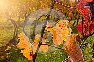 Grapevine leaves vineyard autumn