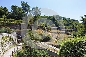 Grapevine level farms from Pianillo city from Naples region photo