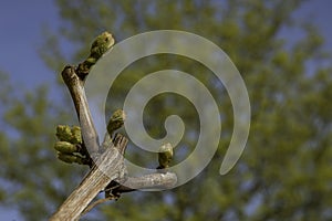 grapevine with light green buds on a brown stem photo