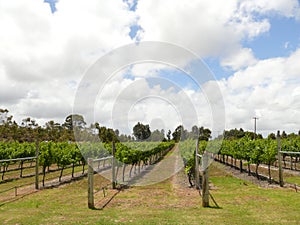 Grapevine in Margaret River.