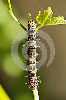 Grapevine Moth Caterpillar