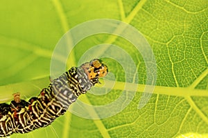 Grapevine Moth Caterpillar