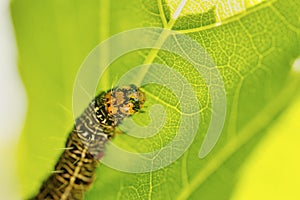 Grapevine Moth Caterpillar