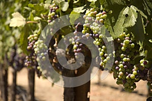 Grapevine in Napa Valley, California