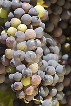 Grapevine in Napa Valley, California