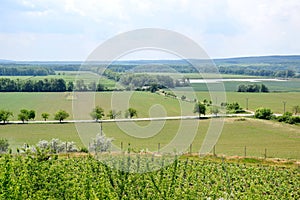 Grapevine Nature Landscpae Stock Photo