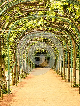 Grapevine of the park SanssouciPotsdam Germany