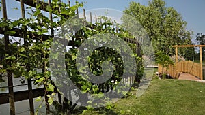 Grapevine on pergola in garden with pond and wooden foot bridge