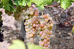 Grapevine with pink grape cluster