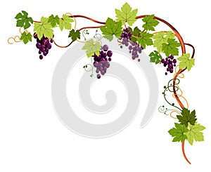 Grapevine plant with grapes and tendrils for top angle frame