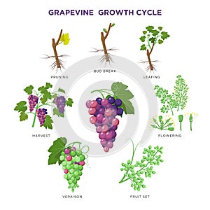 Grapevine plant growing infographic elements isolated on white, illustrations flat design. Planting process of grape