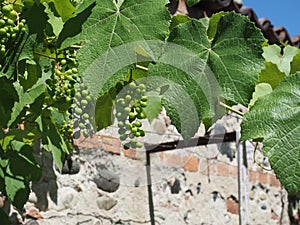 Grapevine plant scient. name Vitis vinifera
