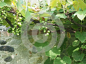 grapevine plant (Vitis vinifera