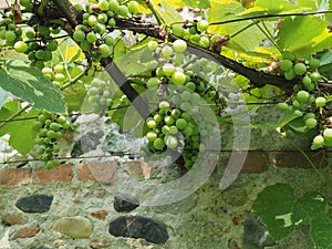 grapevine plant (Vitis vinifera