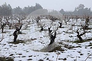 Grapevine plantation snow