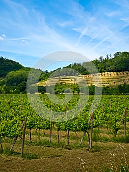 Grapevine plants in a vineyard