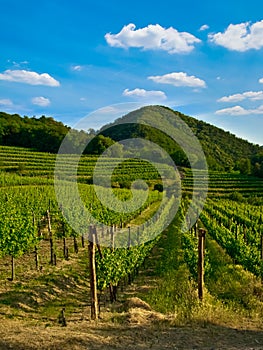 Grapevine plants in a vineyard