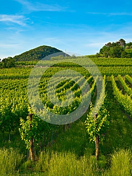 Grapevine plants in a vineyard