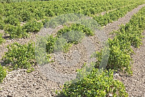 Grapevine propagation. Field of rooted grafts of vine.