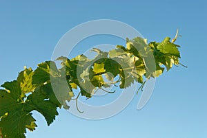 A grapevine reaches for the sky, its tendrils showing against the blue sky