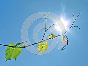 Grapevine reaches for the sun