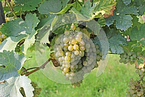 Grapevine ready for harvesting