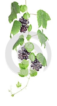 Grapevine with red grapes isolated