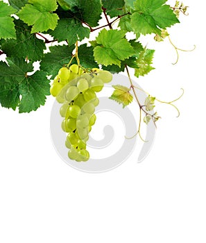 Grapevine with ripe grape cluster