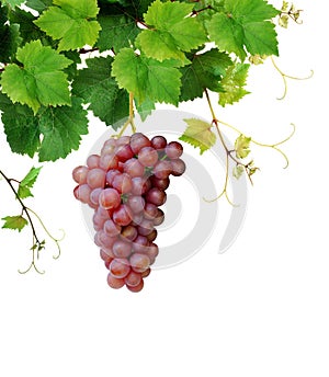 Grapevine with ripe pink grape cluster