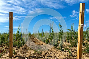 Grapevine rows in a Hungarian mountain Badacsony