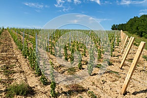 Grapevine rows in a Hungarian mountain Badacsony