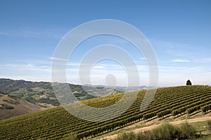 Grapevine rows - Italy