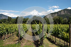 Grapevine rows - Italy, Franciacorta