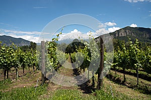 Grapevine rows - Italy, Franciacorta