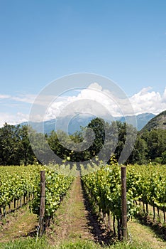 Grapevine rows - Italy, Franciacorta