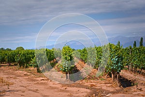 Grapevine rows in Mendoza, Argentina, with Andes Mountains in the background. Wine industry, agriculture background.