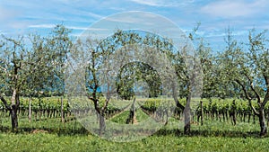 Grapevine rows at a vineyard estate.