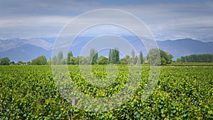 Grapevine rows at a vineyard estate in Mendoza, Argentina, with Andes Mountains in the background. Wine industry background.