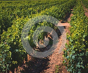 Grapevine rows at a vineyard estate in Mendoza, Argentina. Wine industry, agriculture background.