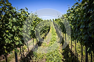 Grapevine rows at a vineyard estate on a sunny day