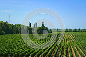 Grapevine rows at a vineyard estate on a sunny day in Mendoza, Argentina. Elevated view, high angle shot.