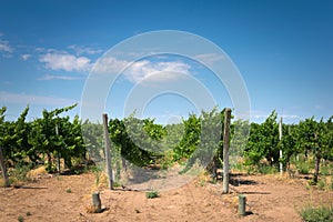 Grapevine rows at a winery estate in Mendoza, Argentina. Agricultural activity, wine making background.