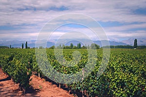 Grapevine rows at a winery estate in Mendoza, Argentina, with Andes Mountains in the background.