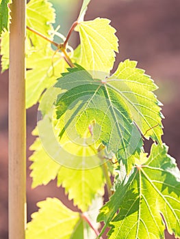 Grapevine in Setubal wine region in Portugal.