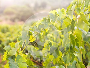 Grapevine in Setubal wine region in Portugal