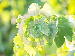 Grapevine in Setubal wine region in Portugal