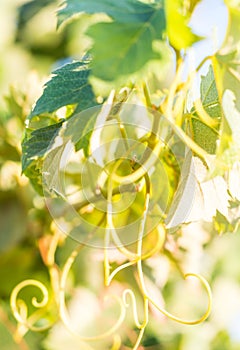 Grapevine in Setubal wine region in Portugal