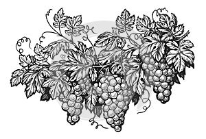 Grapevine sketch. Vine engraving. Vining plant with grapes, tendrils and leaves. Vineyard, harvest for winemaking
