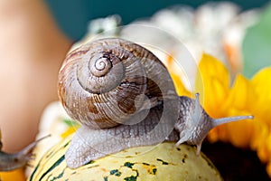 Grapevine Snail